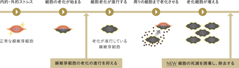 線維芽細胞の老化の進行を抑え、老化細胞の死滅を誘導して除去するアプローチ
