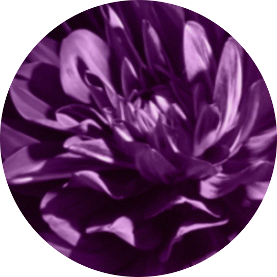 Alluring Blooms