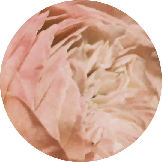Classic Blooms