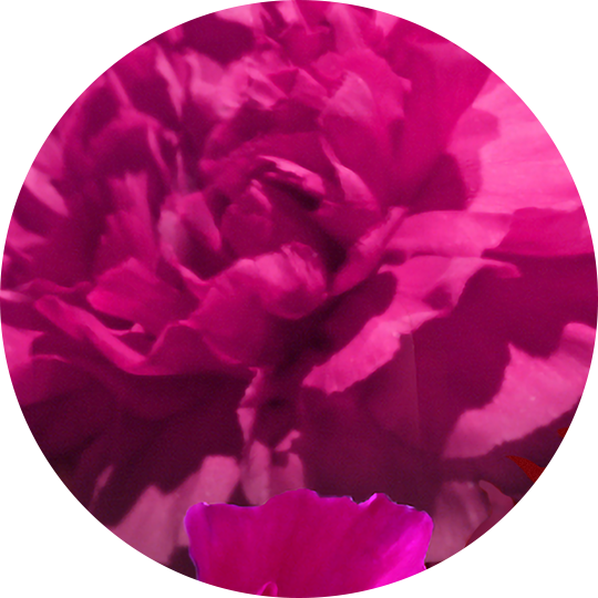 Charming Blooms