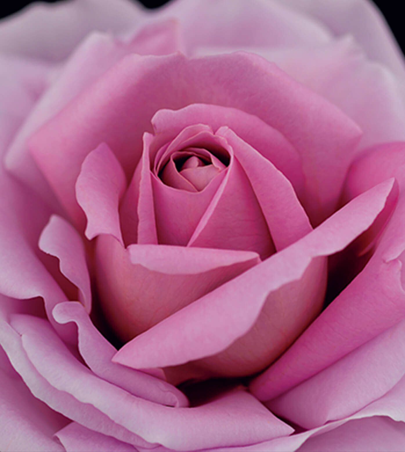Rose synactif clearance