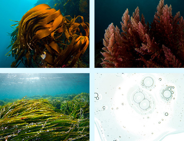 海藻類の生命力に着目 ケルプレックスGL