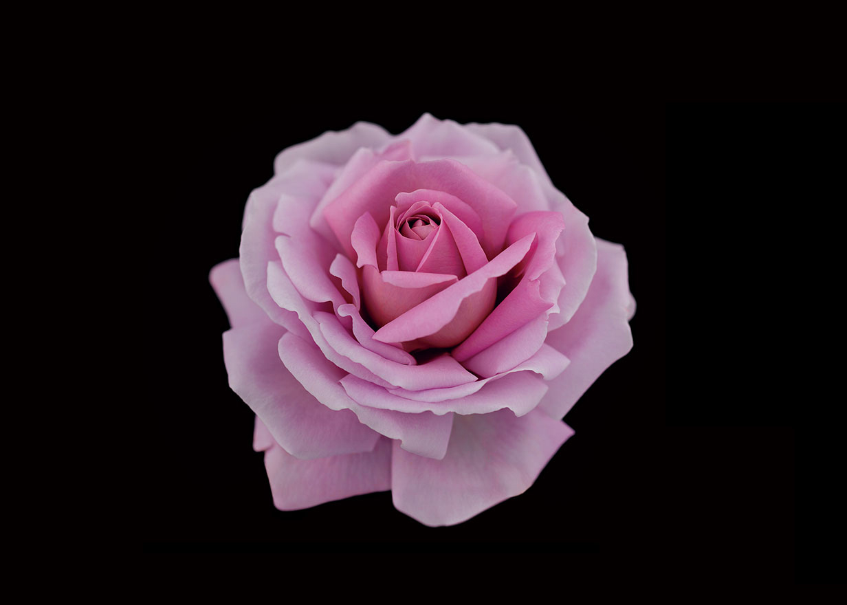20万種の中から生まれた精魂の薔薇、ローズシナクティフの華やかな香り